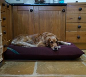 Waterproof dog bed with wicking cover.