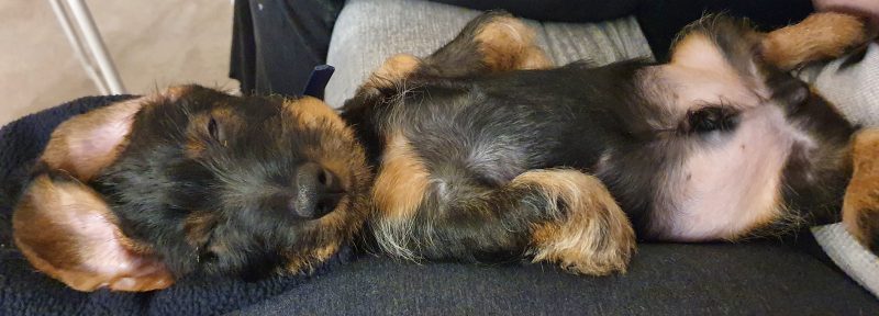 10 week old Gerry asleep on a lap