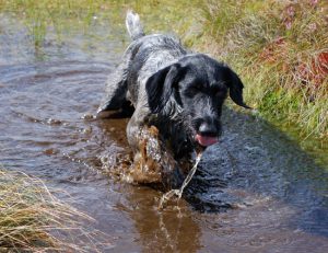 Tippex in a Peat Bog