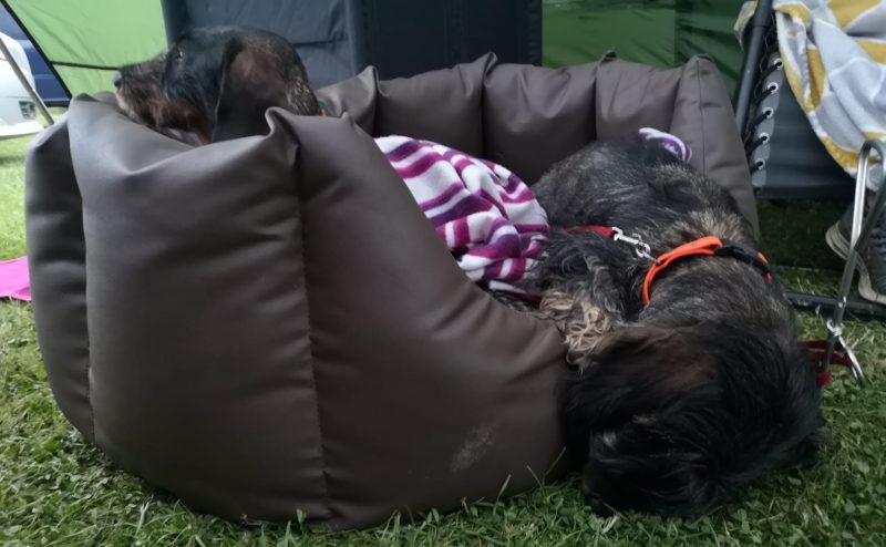 Wirehaired Dachshund Faceplanting Asleep in a Waterproof Dog Bed