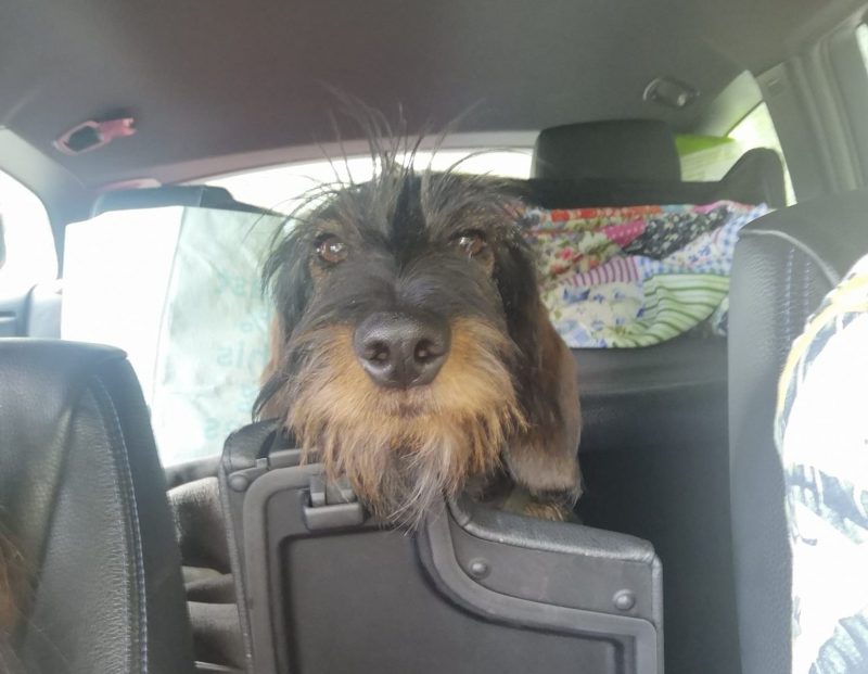 Wirehaired Dachshund in the Car Going Camping