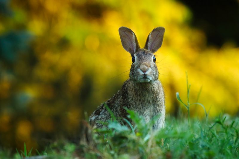 Wild Rabbit in the Grass