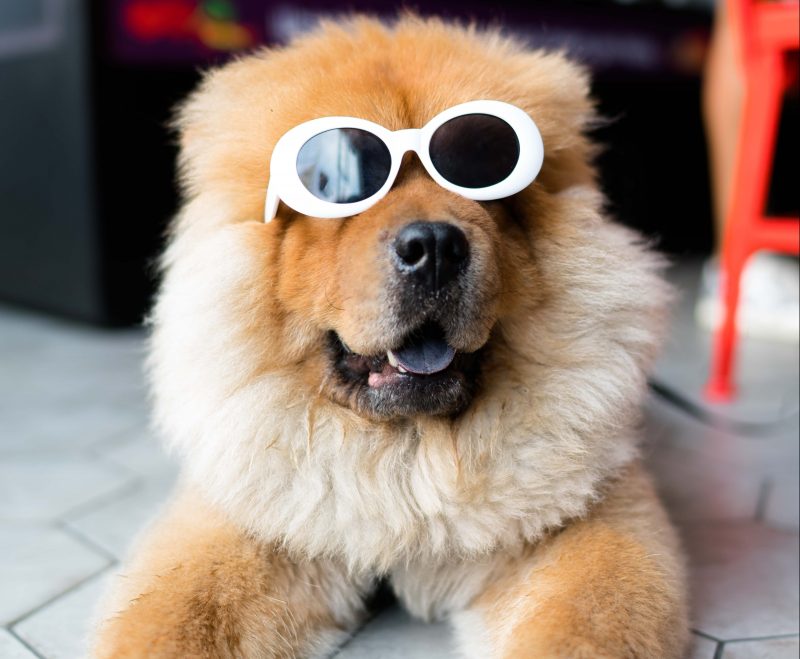 Chow Chow in Sunglasses