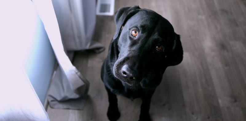 Labrador Listening