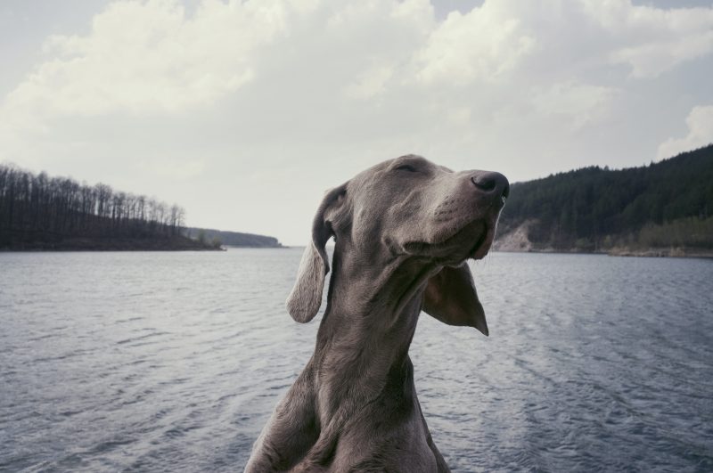 Weimaraner Enjoying the Fresh Outdoors