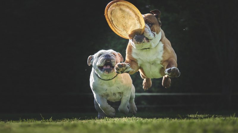 Athletic Bull Dogs Catching Frisbess