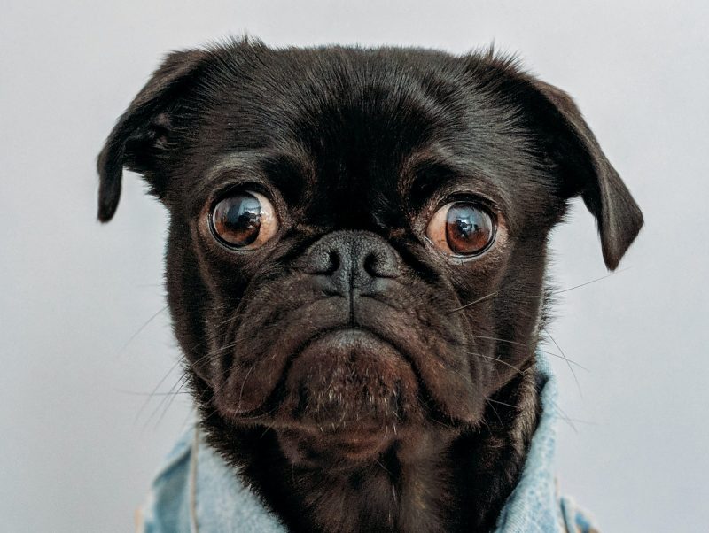 Spooked Pug Wearing a Denim Jacket