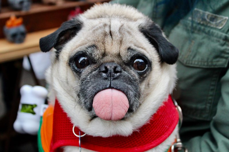 Pug Sticking His Tongue Out