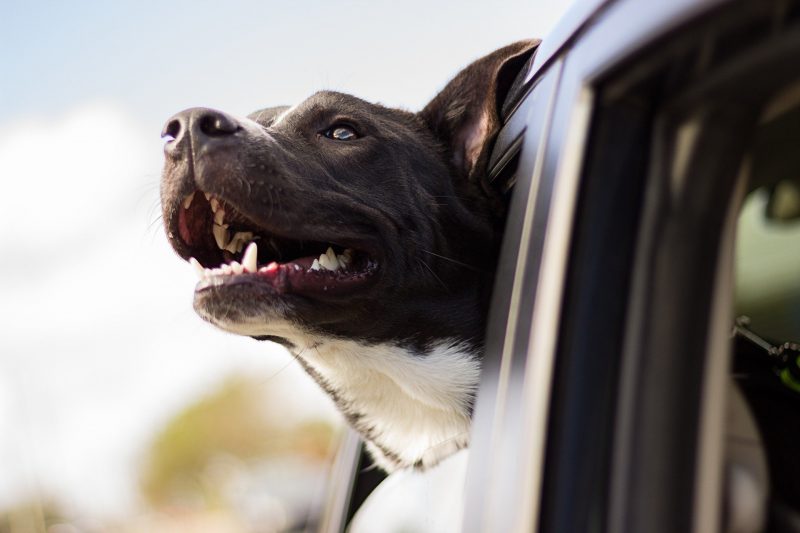 Happy dog in the car