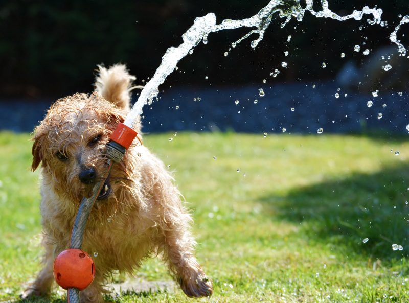 Dog Wrestling a Hose