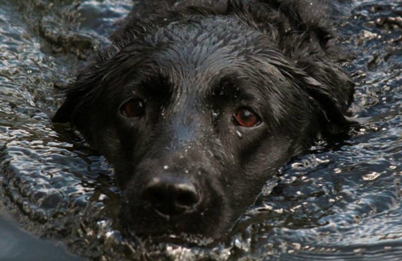 Black Labrador Swimming