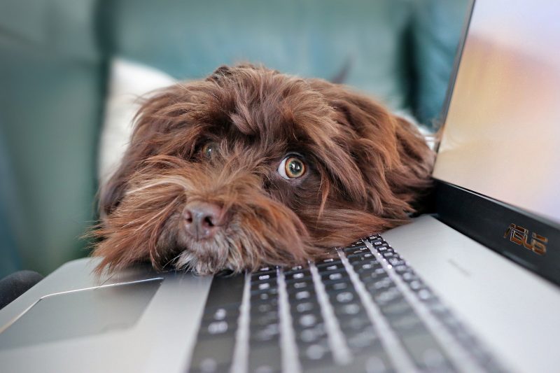 Dog Waiting Patiently with Head on Laptop Keys
