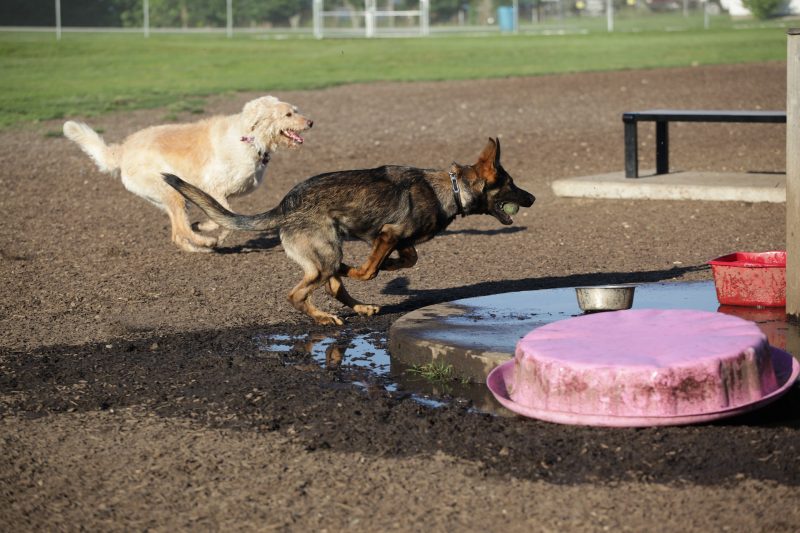 Dogs Running in the Park