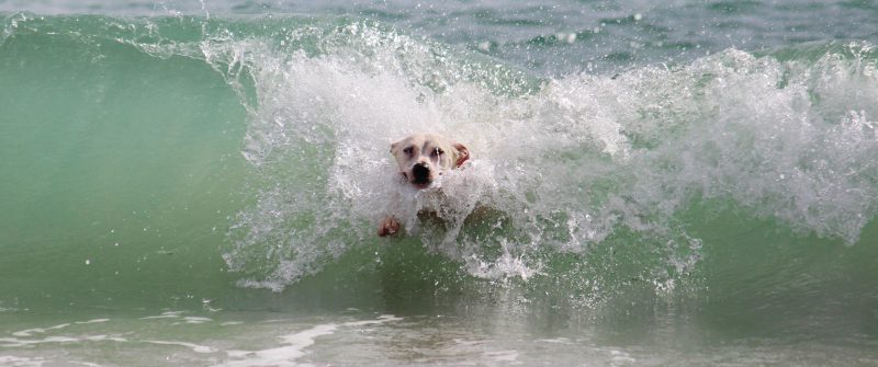 Very Wet Labrador