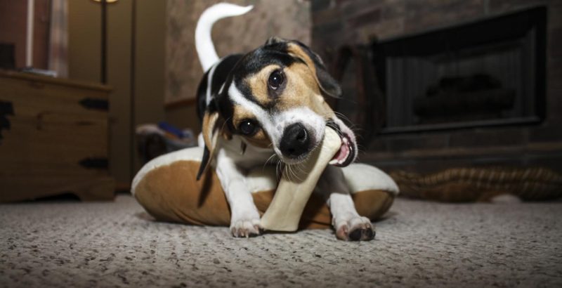 Jack Russel Enjoying a Bone