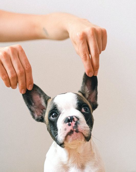 Floppy ears of puppy being held up
