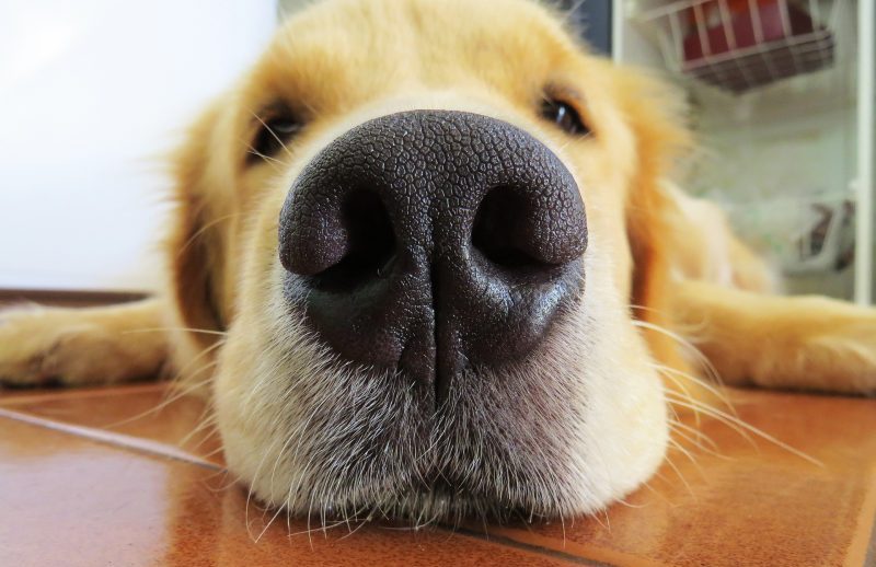 Golden Retriever Lying Down with Nose to the Camera