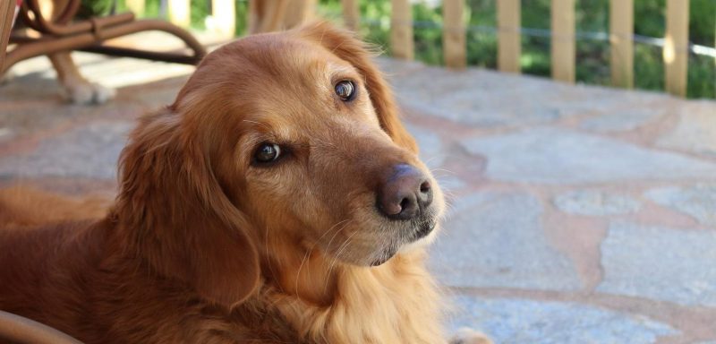 Chilled Out Golden Retriever