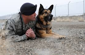 what happens to military dogs after retirement