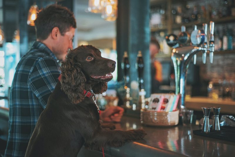 Brown Spaniel Waiting to Be Served at the Bar