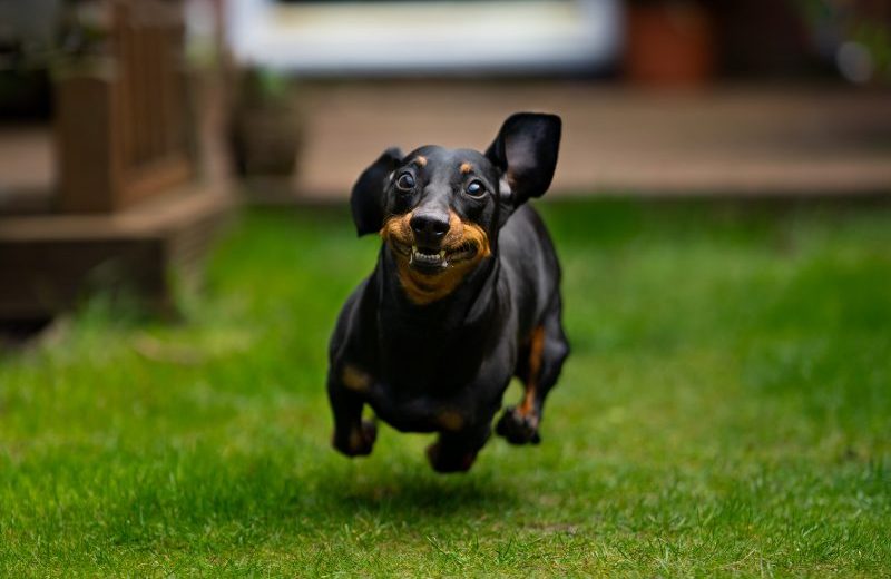Running Dachshund With Funny Expression