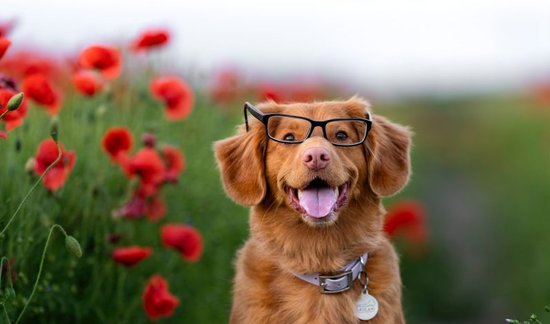 Nova Scotia Duck Tolling Retriever With Glasses