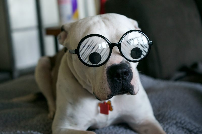 Dog Wearing Googly Eye Glasses