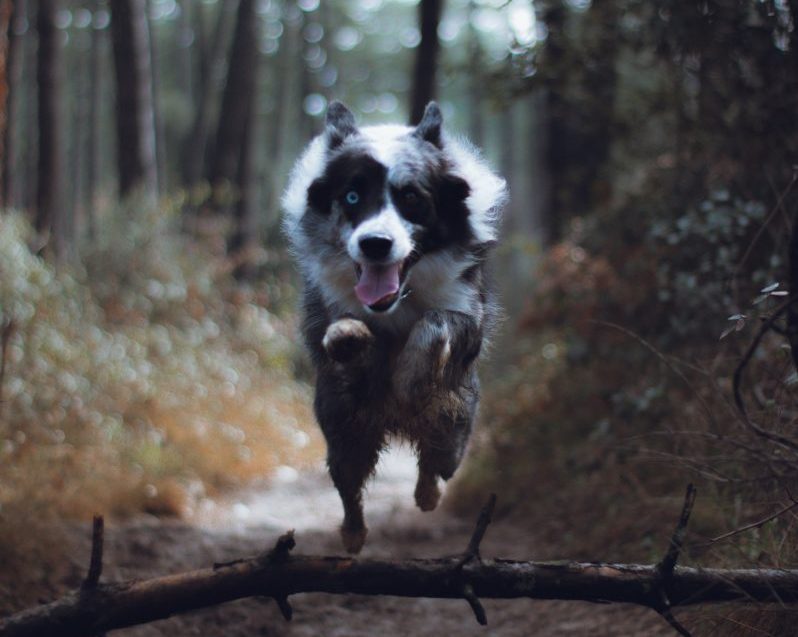 Collie Jumping Over Branch