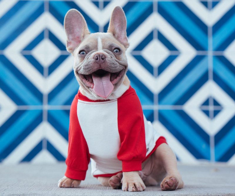 Happy French Bulldog Smiling