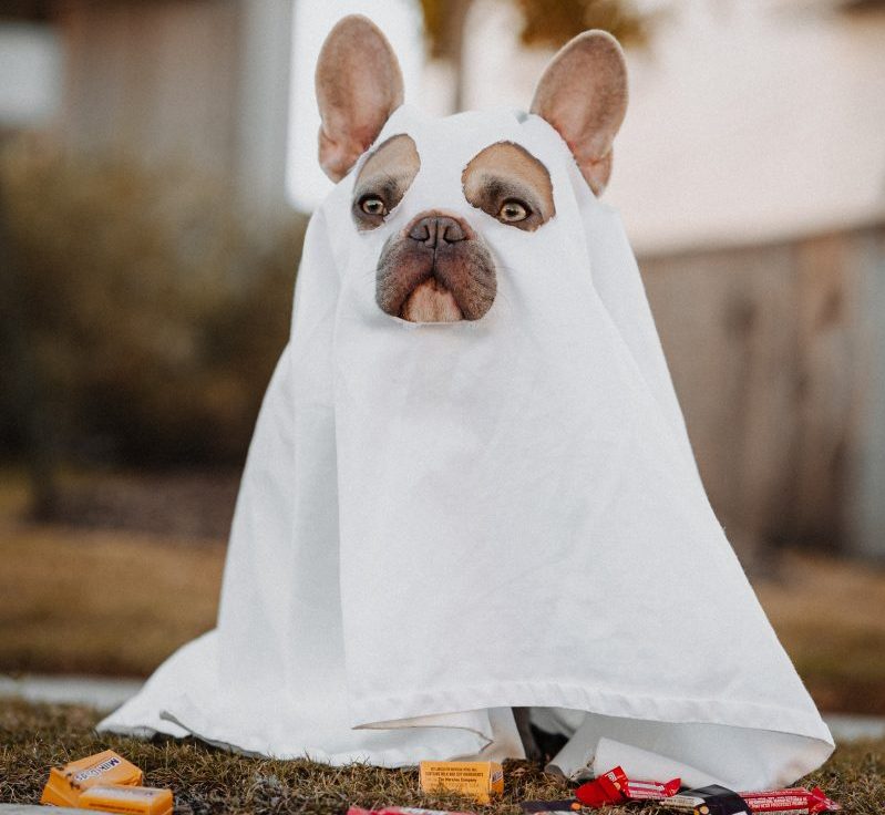 French Bulldog Dressed as a Ghost on Halloween/Bonfire Night