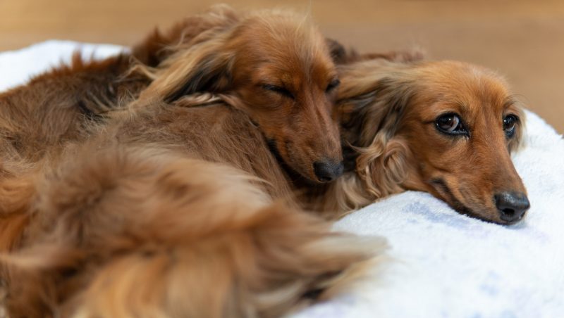 Long Haired Dachshunds Chilling Out