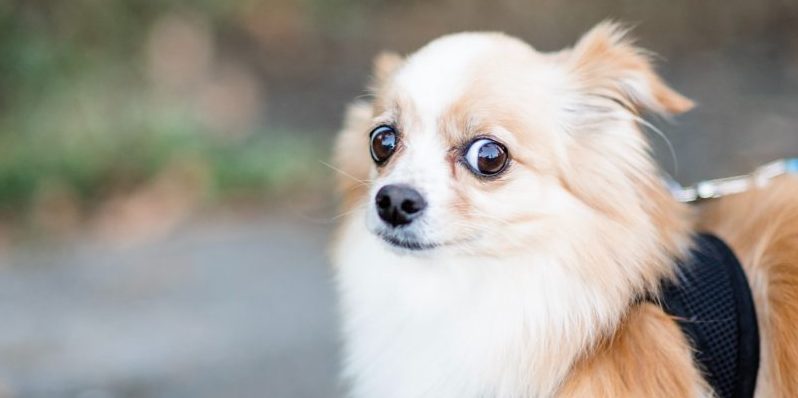 Worried Chihuahua