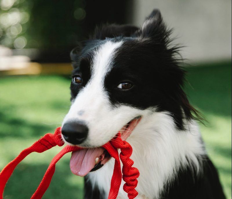 Collie Holding Red Lead Patiently