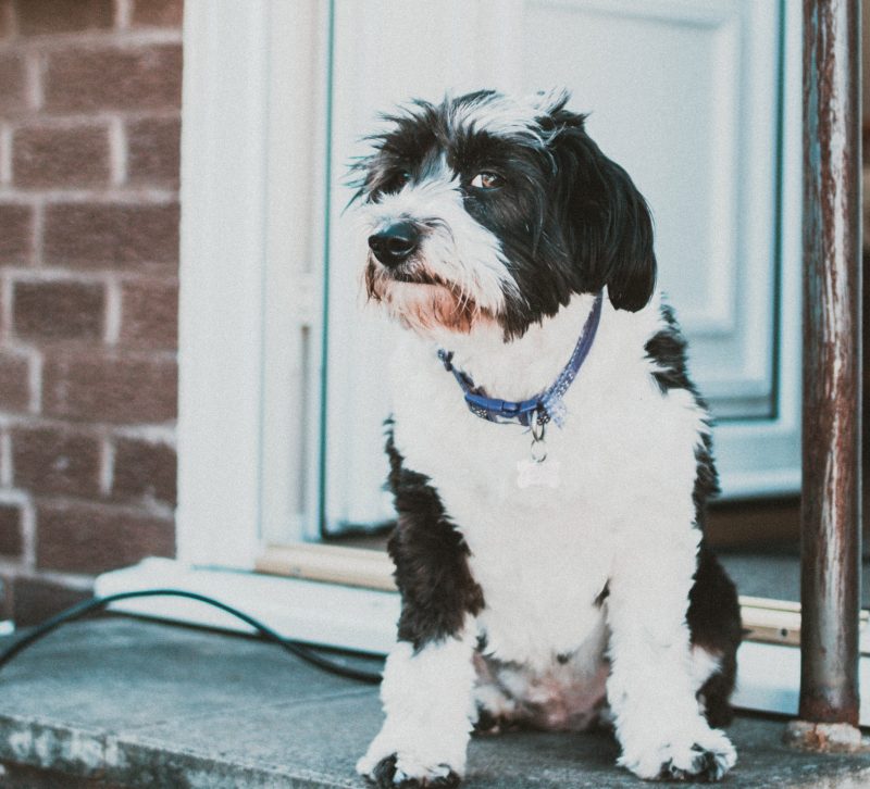 Dog Guarding Doorway