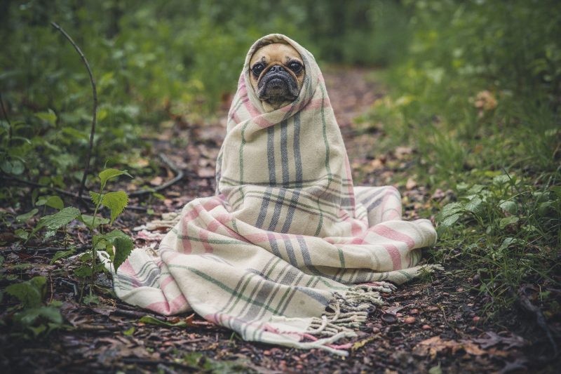Pug in a Rug