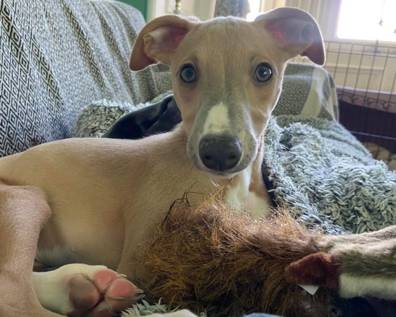 Wally on the Sofa - Whippet Puppy