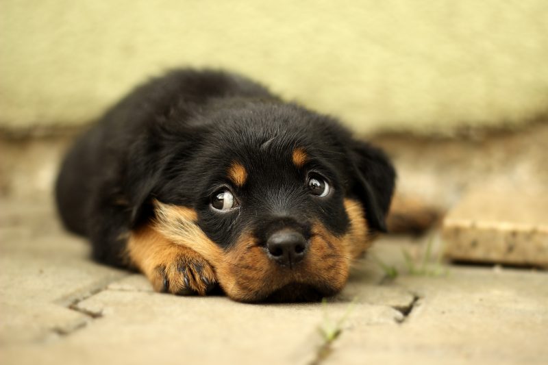 Rottweiler Puppy Side-eye