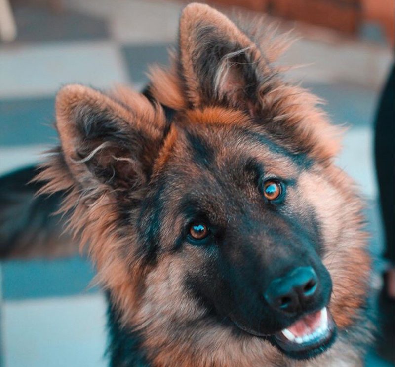 German Shepherd Head Tilt