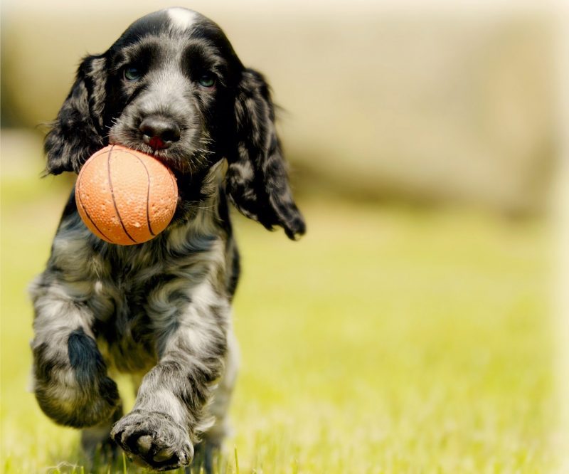 Spaniel Puppy Holding Ball