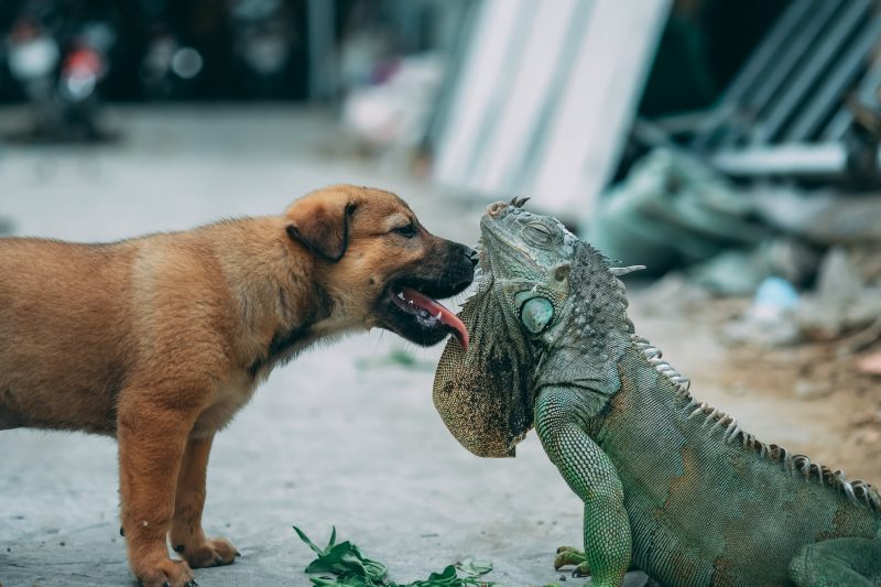Puppy Licking an Iguana