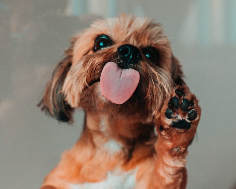 Puppy Lick and Paw