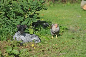 Tippex, the GWP, in garden with a hen. Sunshine.