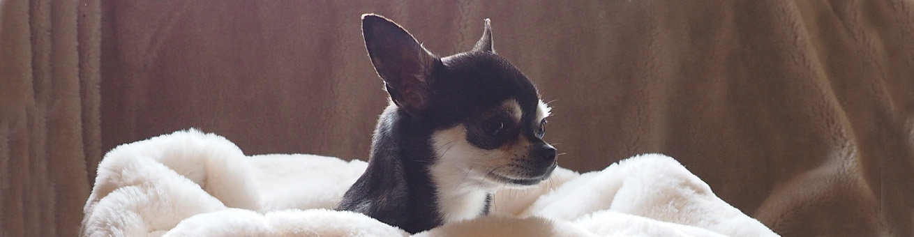 Mini Wolf Den - Dog Beds Small Breeds. LAST OREDR DATE IN TIME FOR CHRISTMAS IS 12TH DECEMBER on Tuffies