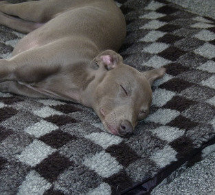 Puppy Dog Bed. 