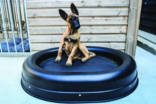 Dog bed insert replacement hot sale