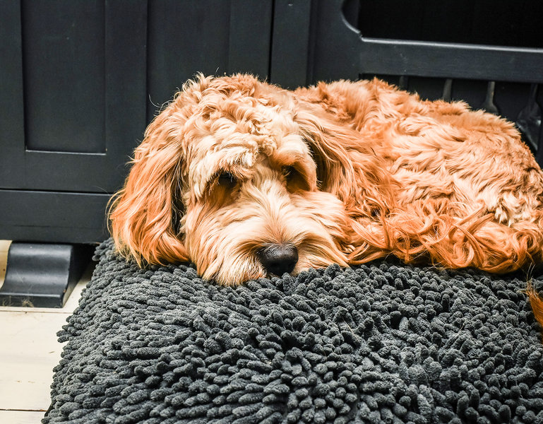 Grey Dog Dryer Optional Washable Quick Drying Dog Bed Cover For Wet Muddy Dogs Lifestyle Labradoodle