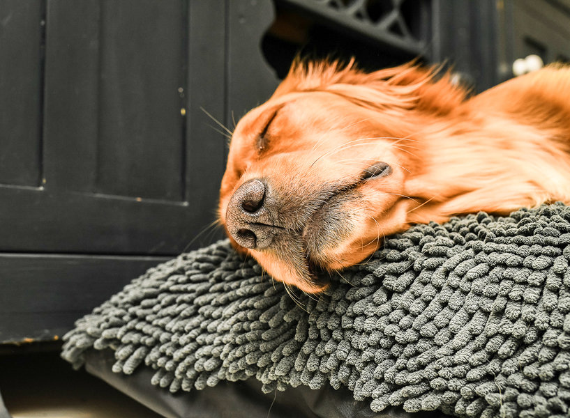 Grey Dog Dryer Optional Washable Quick Drying Dog Bed Cover For Wet Muddy Dogs Lifestyle Golden Retriever