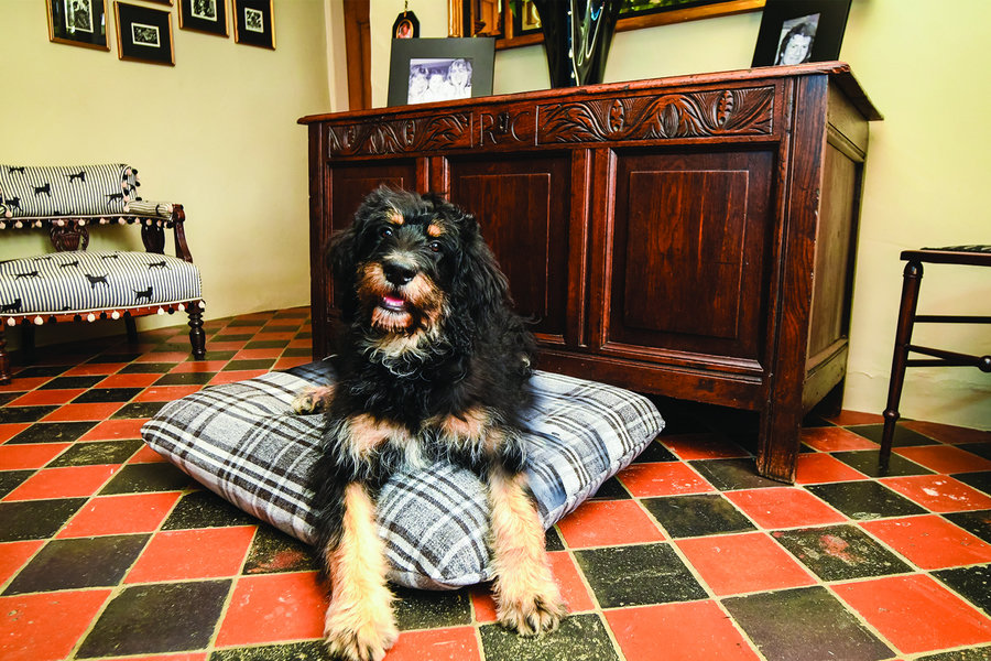Granite Optional Washable Highland Tartan Mattress Dog Bed Cover Lifestyle Bernadoodle