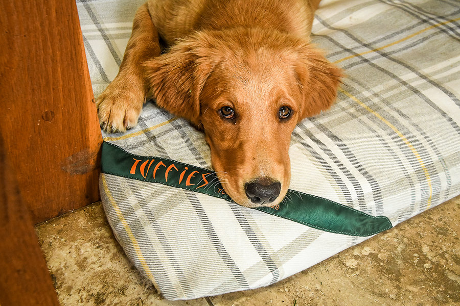 Sprigs Optional Washable Highland Tartan Mattress Dog Bed Cover Lifestyle Golden Retriever