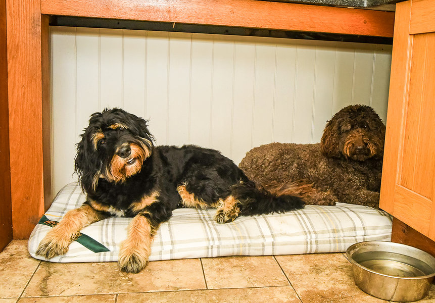 Sprigs Optional Washable Highland Tartan Mattress Dog Bed Cover Lifestyle Bernadoodle And Cockapoo